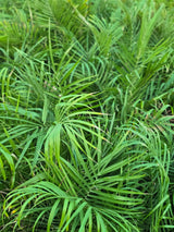 Pygmy Date Palm 1