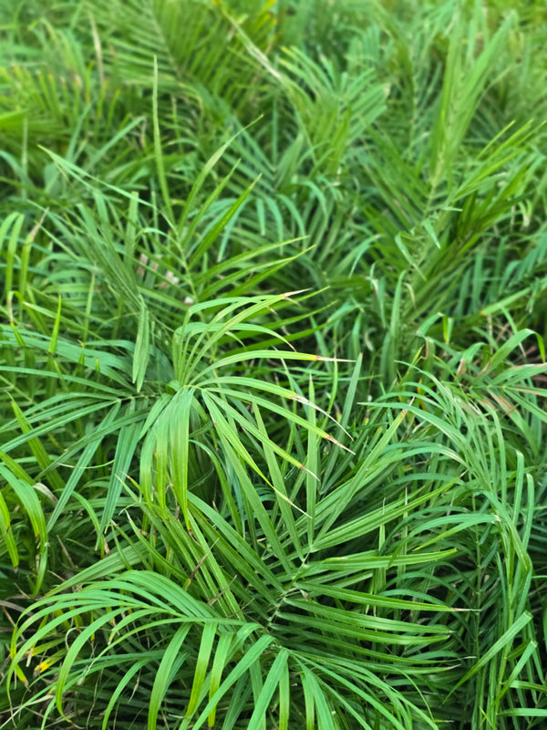 Pygmy Date Palm 1