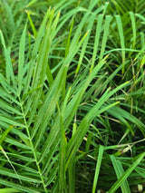 Pygmy Date Palm 1