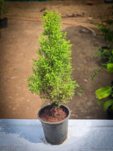 Lemon Cypress