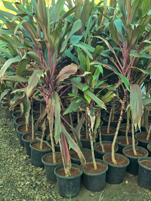 Cordyline fruticosa 6