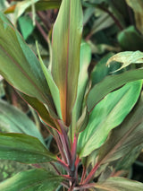 Cordyline fruticosa 6
