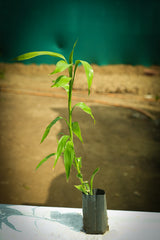 Lucky Bamboo