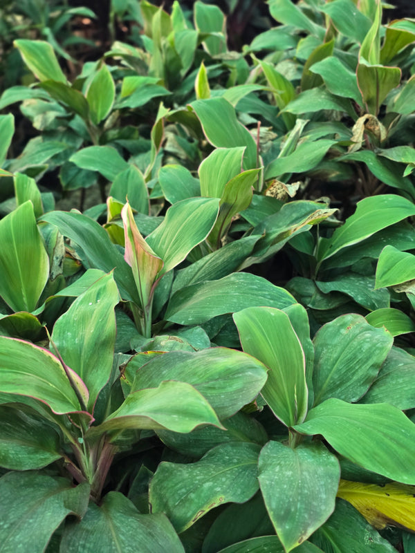 Cordyline fruticosa _Red Edge_
