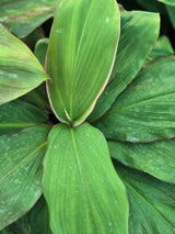 Cordyline fruticosa _Red Edge_