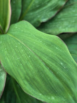 Cordyline fruticosa _Red Edge_