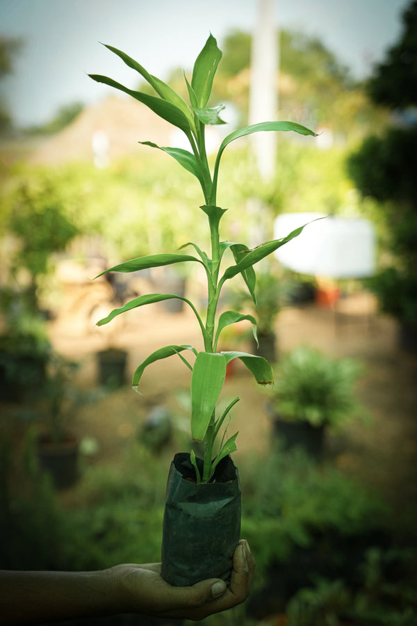 Lucky Bamboo 1