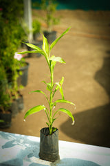 Lucky Bamboo 2