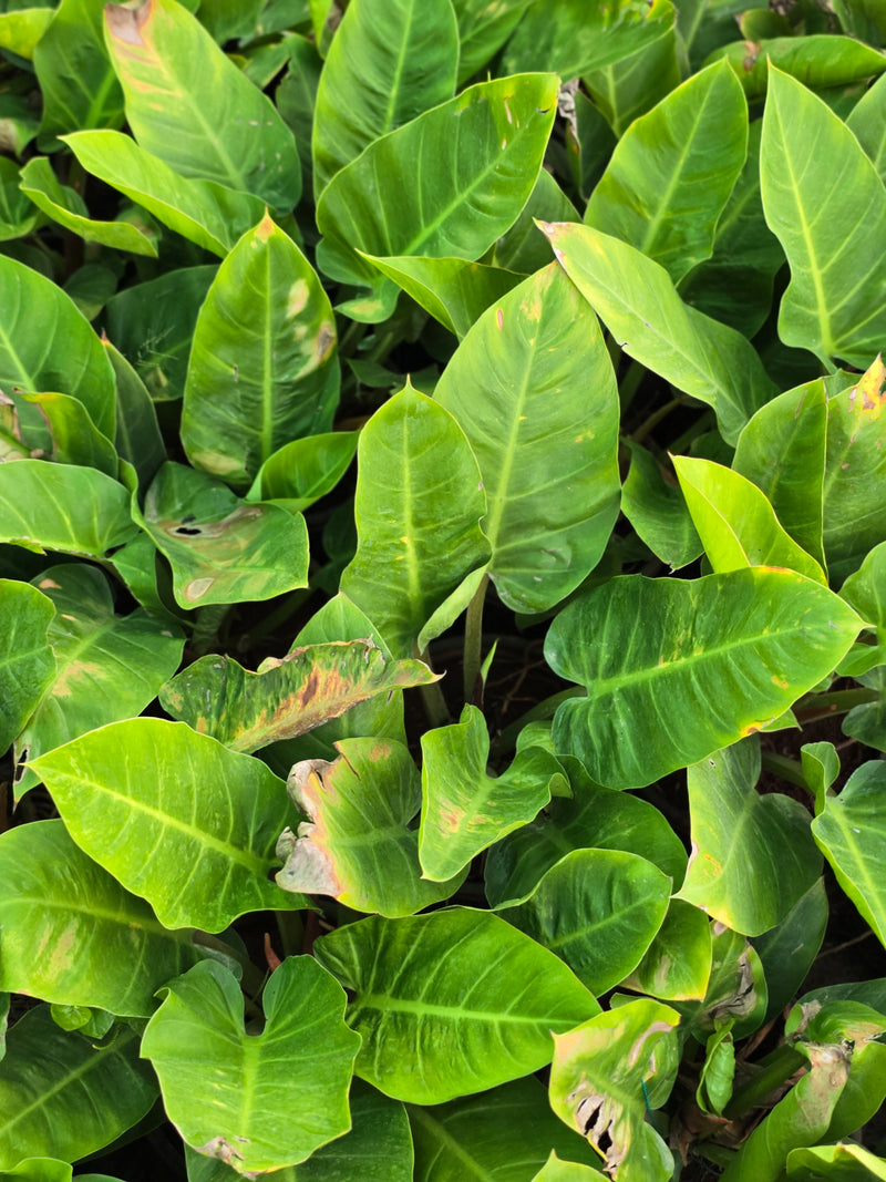 Philodendron