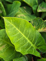 Philodendron