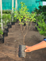 Holy Basil (Tulsi)