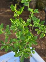 Holy Basil (Tulsi)