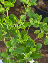 Holy Basil (Tulsi)