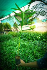 Nerium oleander
