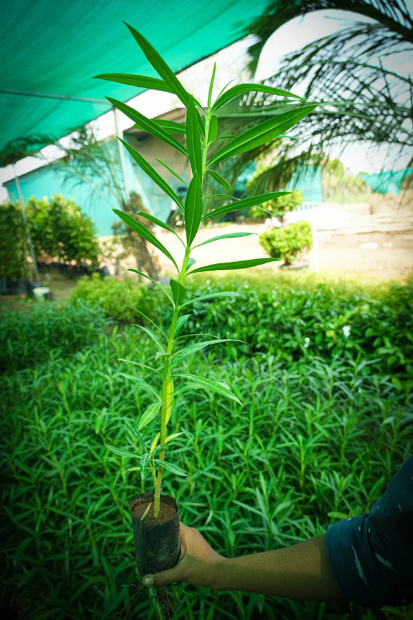 Nerium oleander