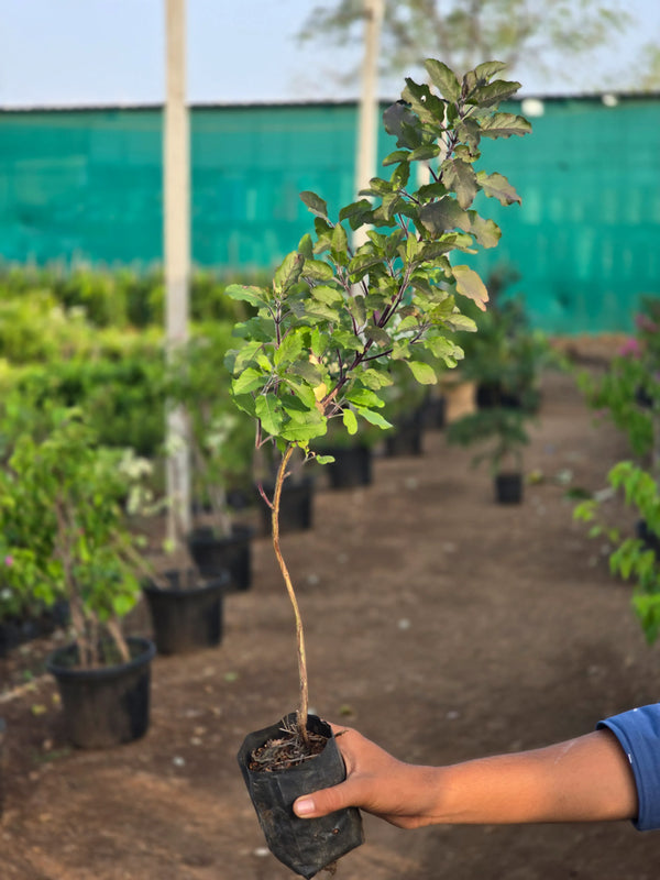Rama Tulsi