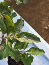 Rama Tulsi