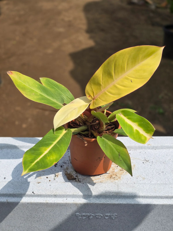 Philodendron _Prince of Orange_