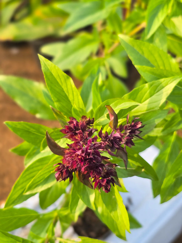 Thai Basil