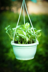 N_Joy Money Plant