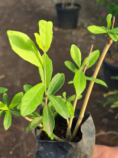 Vernonia elaeagnifolia - D