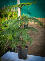 Norfolk Island pine