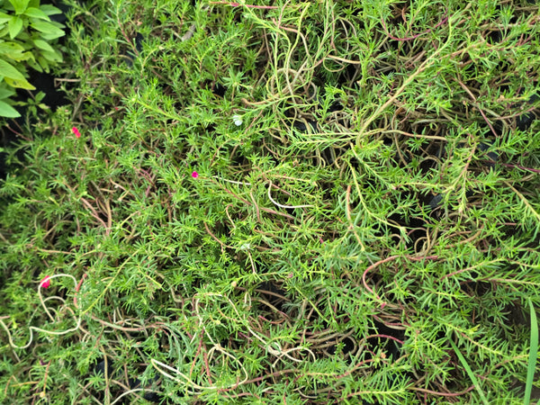 Portulaca grandiflora
