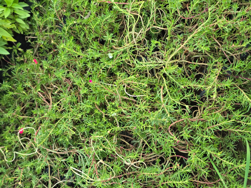 Portulaca grandiflora