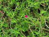 Portulaca grandiflora