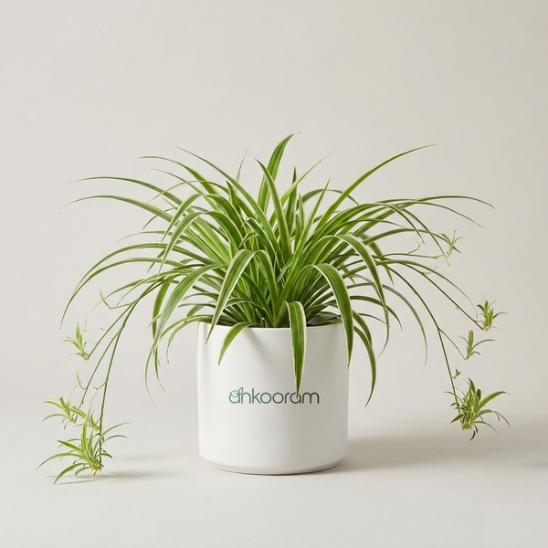 Spider Plant