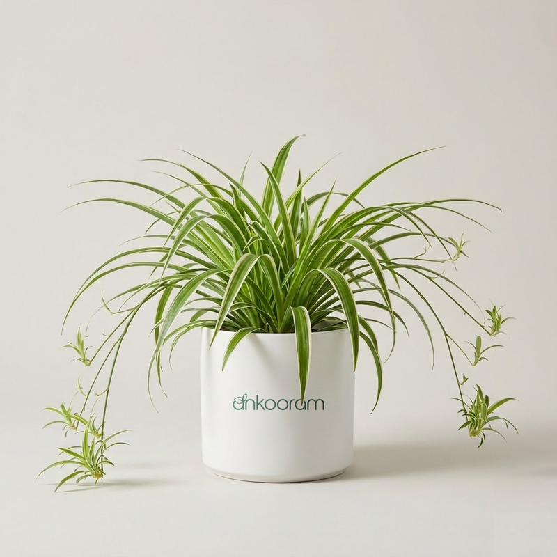Spider Plant