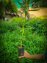 Oleander