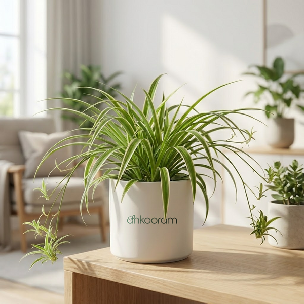 Spider Plant