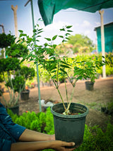 Orange Jasmine