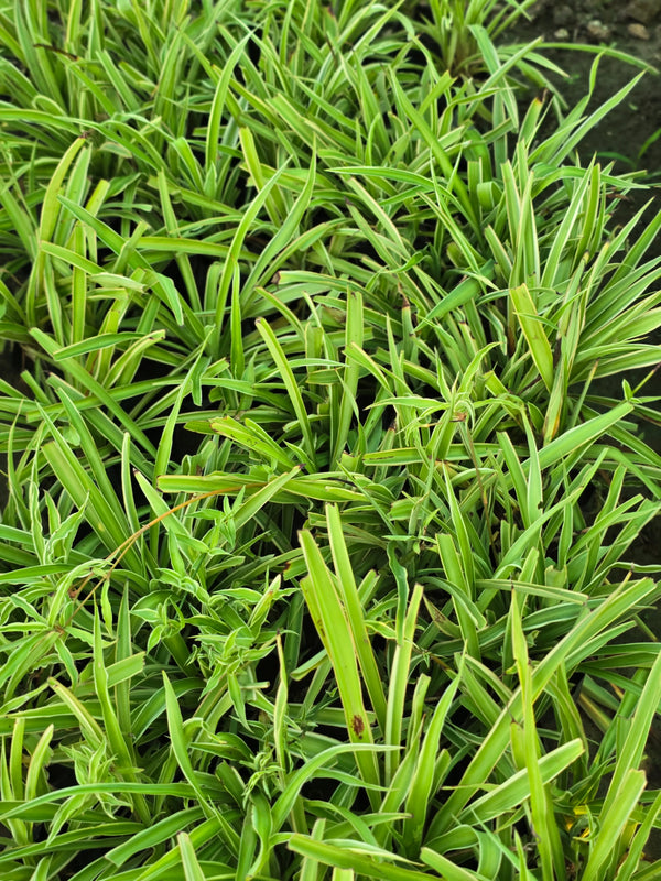 Spider Plant 3