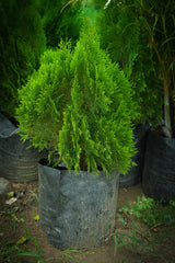 Oriental Arborvitae