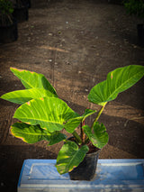 Philodendron _Congo Green_