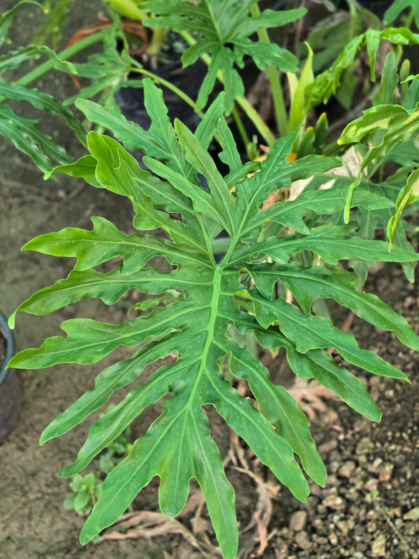 Philodendron selloum