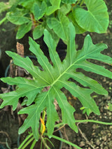 Philodendron selloum