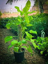 Philodendron _Golden Goddess_