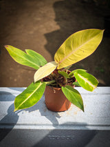 Philodendron _Prince of Orange_