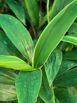 Green Ti Plant