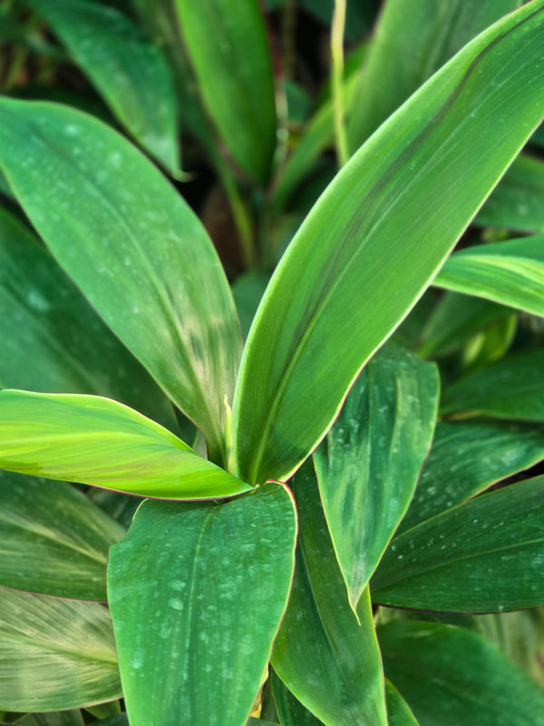 Green Ti Plant