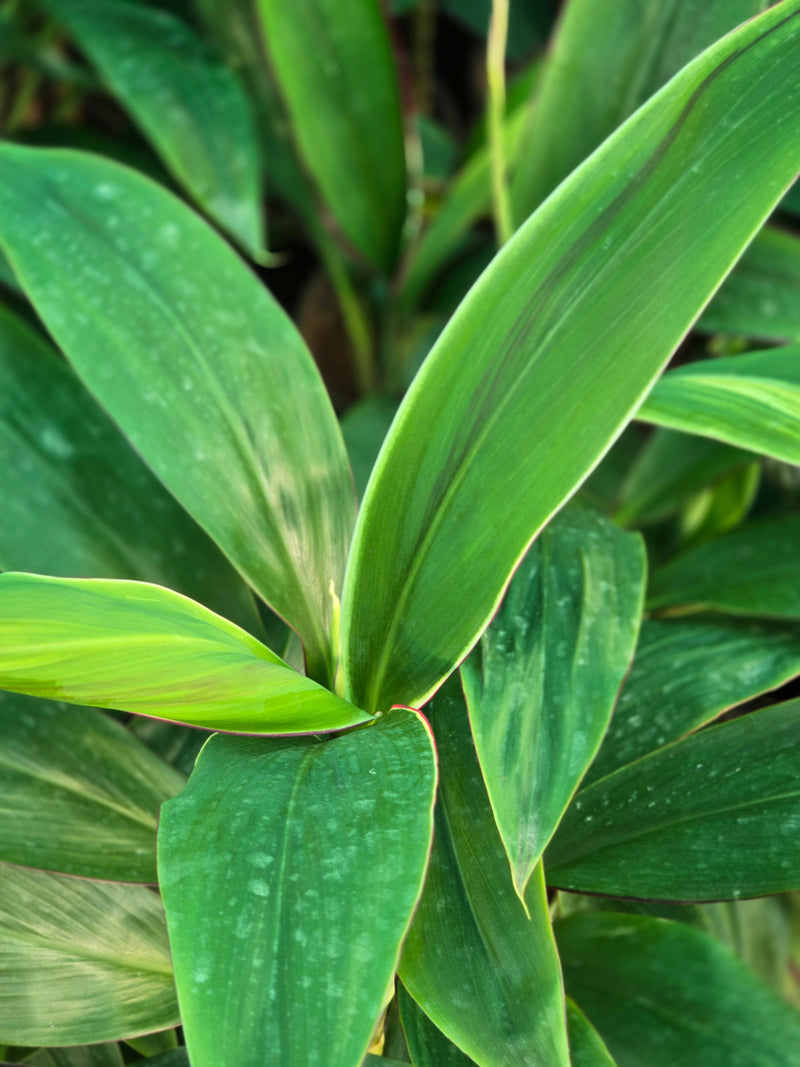 Green Ti Plant