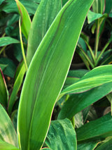 Green Ti Plant