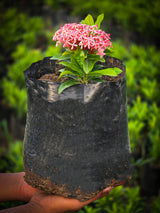 pink Ixora coccinea