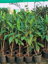 Dracaena Mahatma
