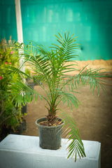 Pygmy Date Palm