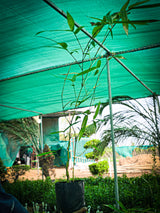 bamboo plant sapling - D