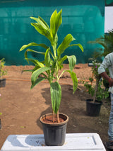 Dracaena Limelight